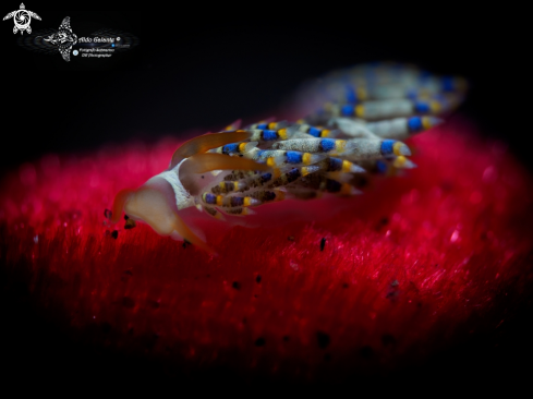 A Trinchesia sp. | Nudibranch