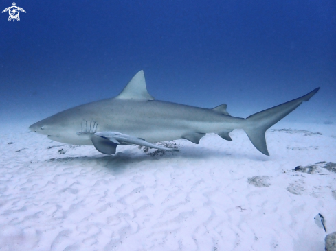 A Bull shark