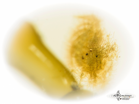 A Phycocaris simulans (Kemp, 1916) | Hairy Shrimp