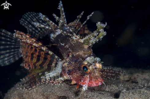 A Neochirus brachypterus | Lionfish