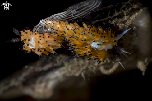 A Favorinus tsuruganus | Favorinus tsuruganus