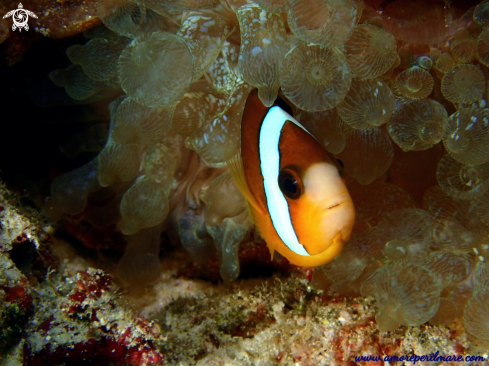 A Pesce pagliaccio in anemone