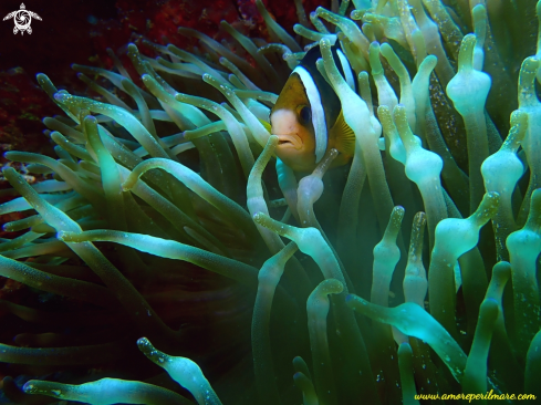 A Pesce pagliaccio in anemone 