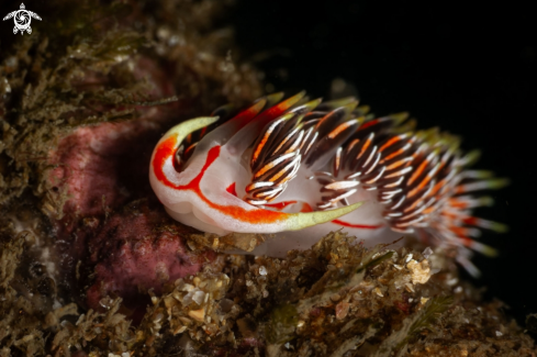 A Phidiana militaris nudibranch