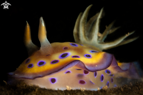 A Kune's chromodoris nudibranch