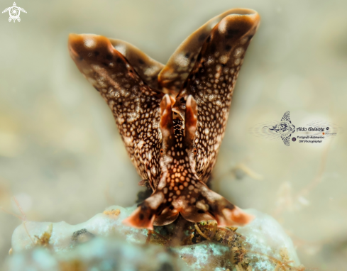 A Sea Hare