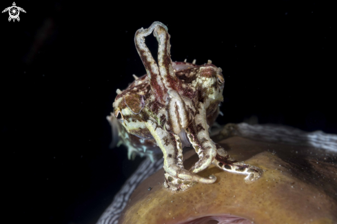 A Ascarosepion bandense | Pygmy Cuttlefish