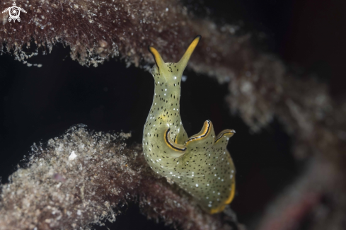 A Elysia marginata | Elysia marginata