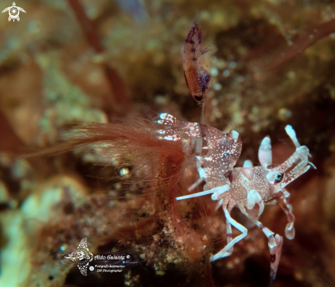 A Harlequin Shrimp Juvenil