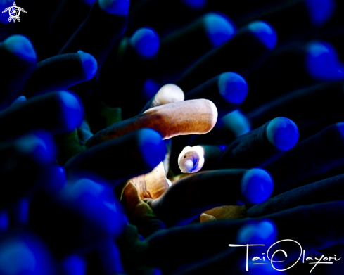 A Mushroom Coral Pipefish