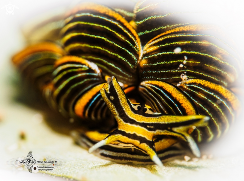 A Cyerce nigra (Bergh 1871)  | Tiger Butterfly Seaslug (18 mm.)