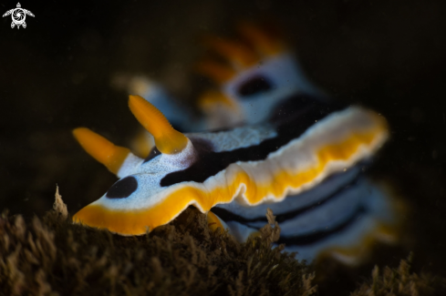 A Chromodoris quadricolor nudibranch