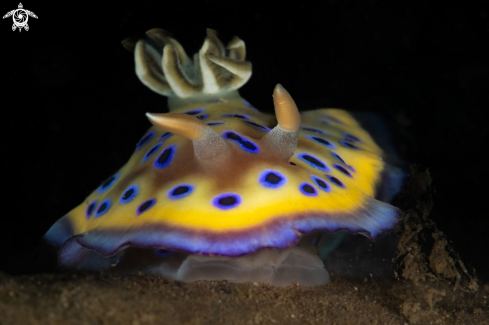 A Goniobranchus kuniei nudibranch