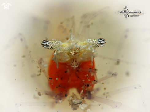 A Mushroom Coral Shrimp 