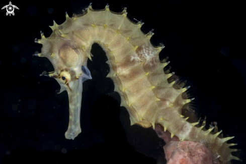 A Thorny Seahorse