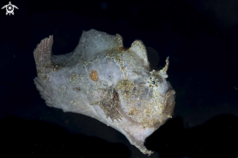 A Spotfin Frogfish