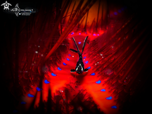 A Pterapogon kauderni (Koumans, 1933)  | Banggai Cardinalfish, Baby