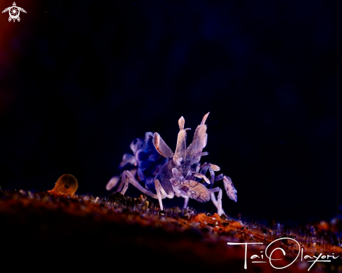 A Juvenile Harlequin Shrimp