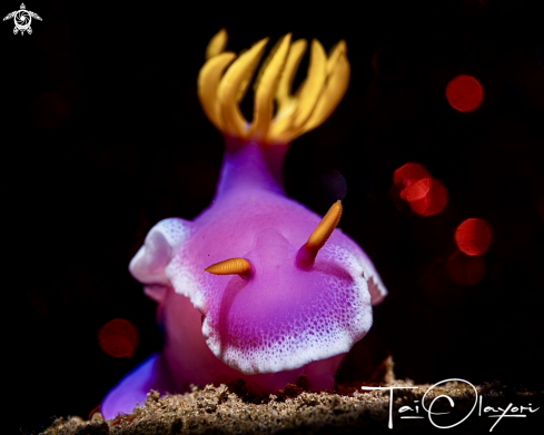 A Hypselodoris apolegma.