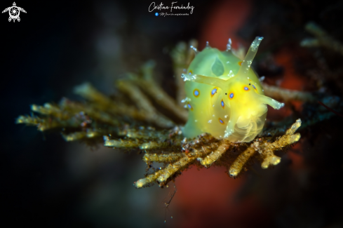 A Sea hare