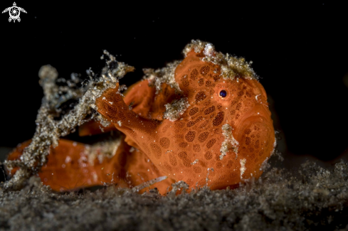 A Antennarius pictus  | Painted Frogfish