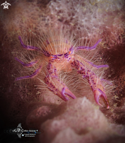 A  Squat Lobster 