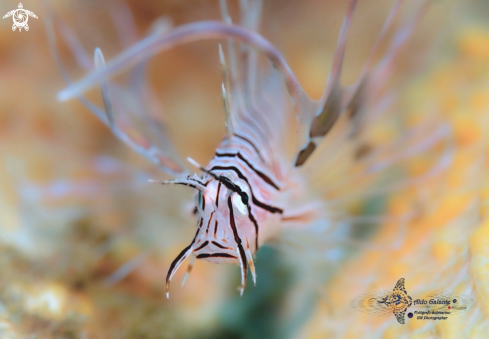 A Red Lion Fish Juvenil