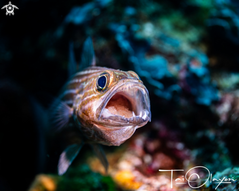 A Yellow-striped cardinalfish