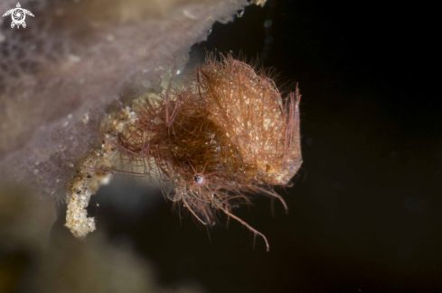 A Hairy Shrimp