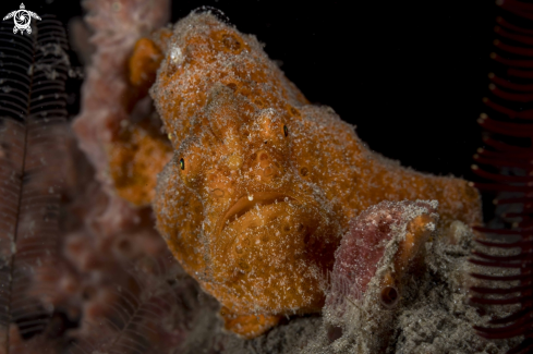 A Painted Frogfish