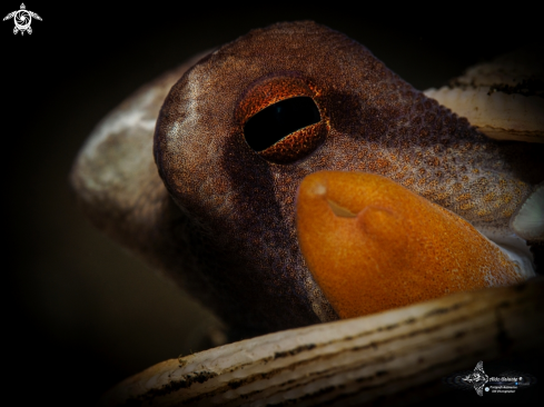 A Amphioctopus marginatus (Taki, 1964) | Coconut Octopus
