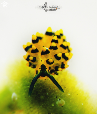 A Stiliger ornatus Ehrenberg, 1828 | Sea Slug (10 mm)