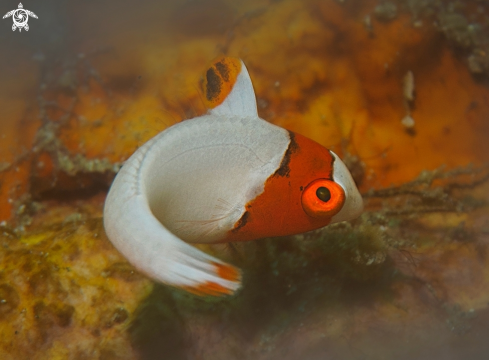 A Bicolor Parrotfish