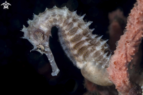 A Thorny Seahorse