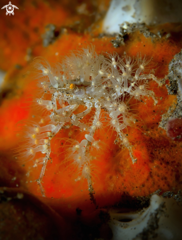 A Decorator Crab