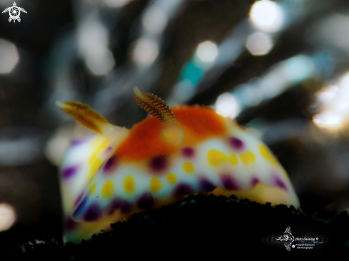 A Nudibranch