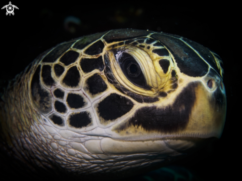 A Green Turtle