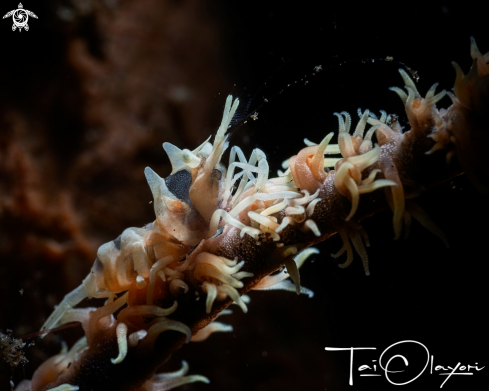 A Zanzibar Whip Coral Shrimp