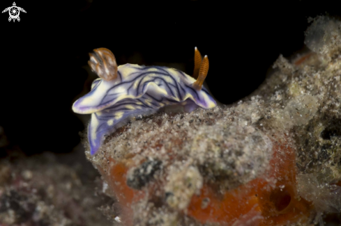 A Hypselodoris zephyra