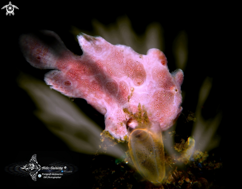 A Frogfish