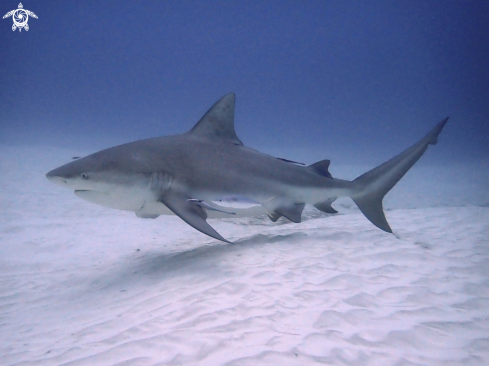 A Bull shark