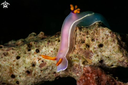 A Hypselodoris bullockii nudibranch