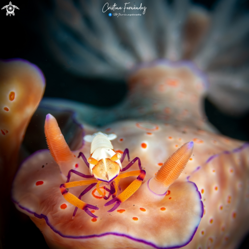 A Nudibranch