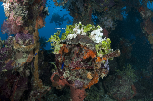 A Shinkoku Maru