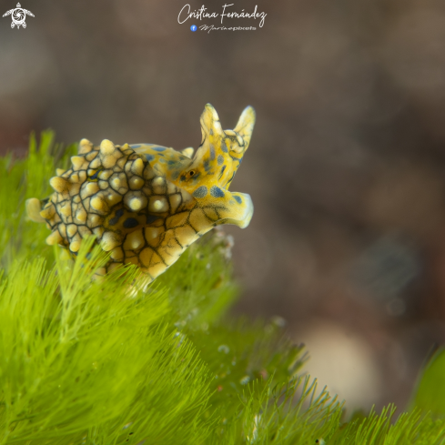 A Nudibranch