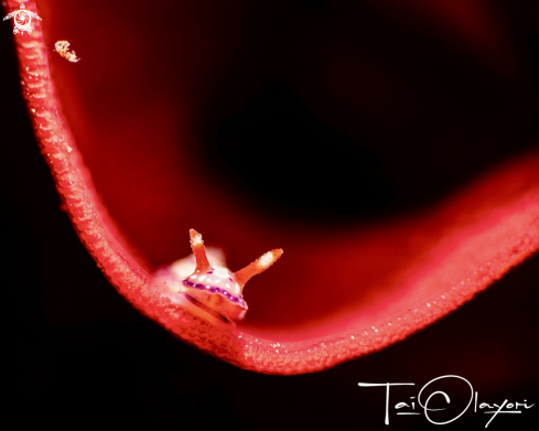 A Juvenile Spanish Lace Dancer