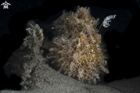 A Painted Frogfish