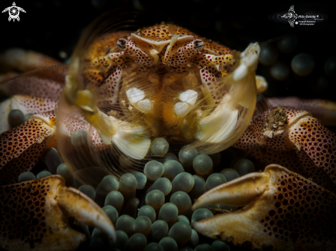 A Porcelain Crab