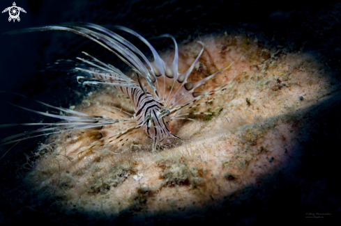 A Little Lion Fish