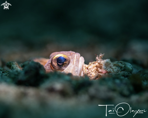 A Jawfish